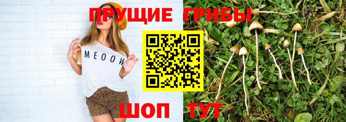 Галлюциногенные грибы Psilocybe Энгельс